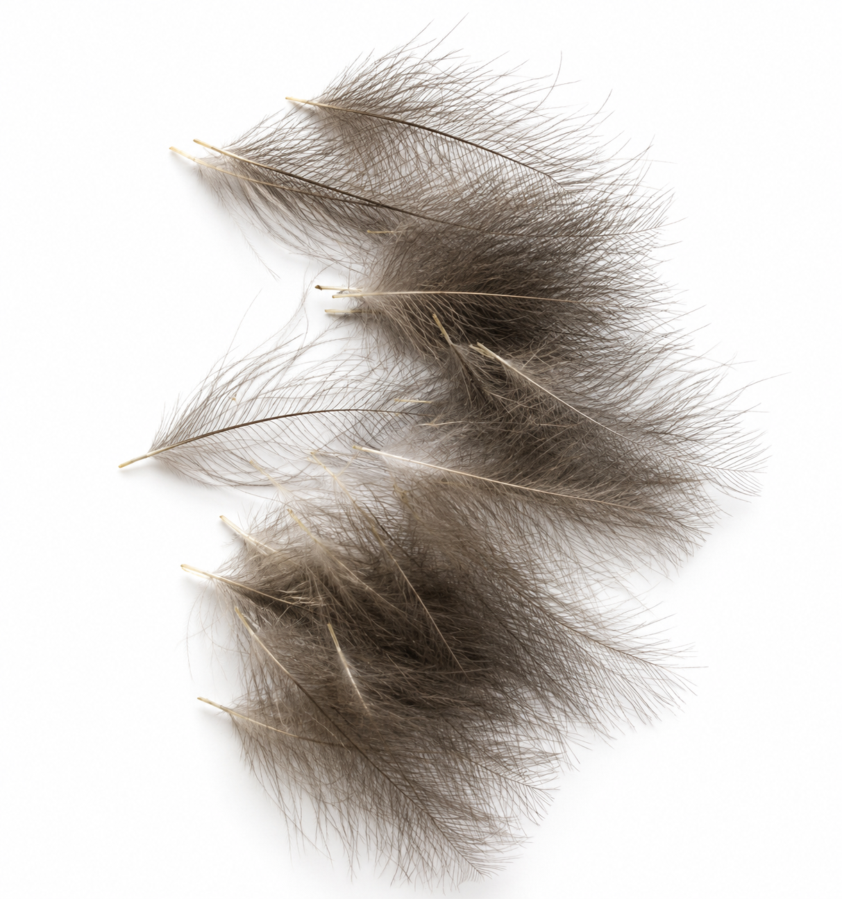 CDC Feathers