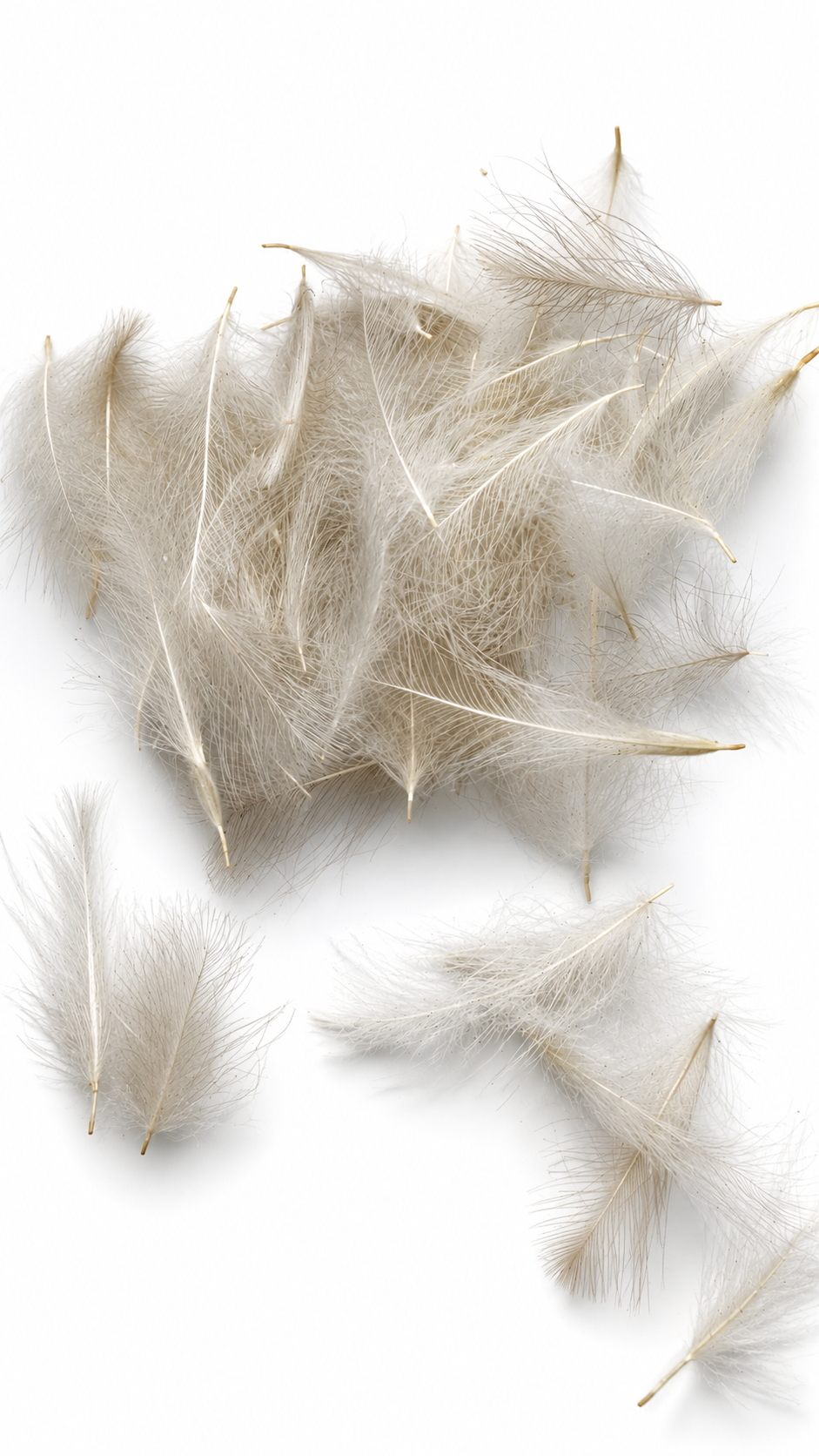 CDC Feathers