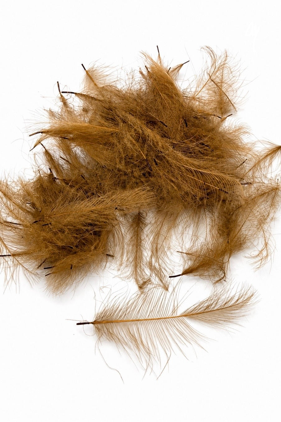 CDC Feathers