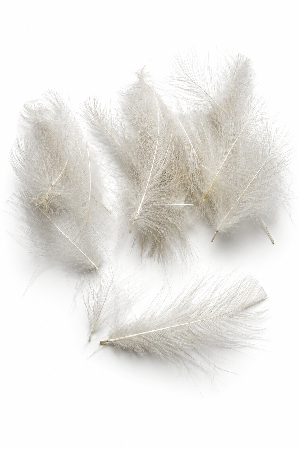 CDC Feathers