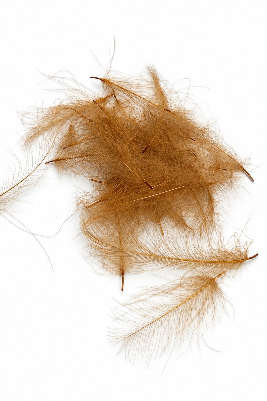 CDC Feathers