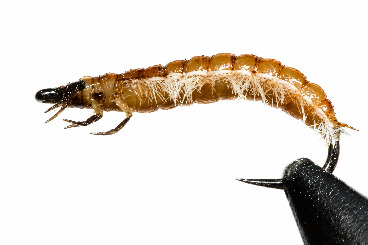 Larder Beetle Larva Fly