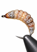 Bottlefly Larva