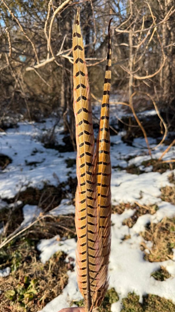 Pheasant Tail Pairs