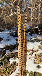 Pheasant Tail Pairs