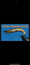 Larder Beetle Larva Fly