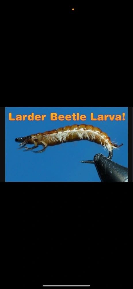 Larder Beetle Larva Fly