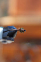 Pheasant Tail Nymph