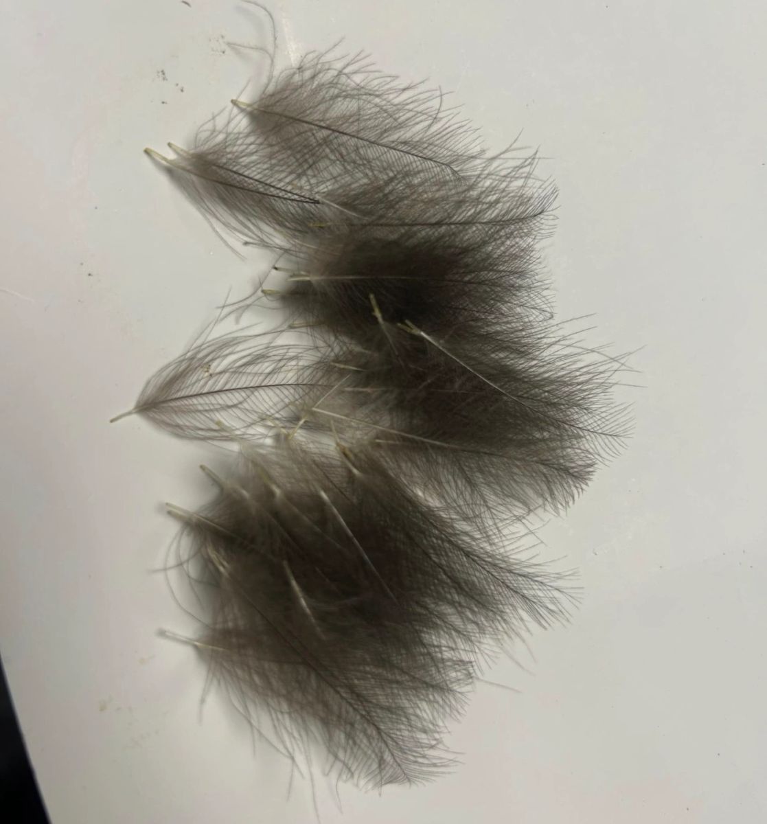 CDC Feathers