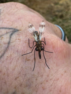 Realistic Mosquito Fly