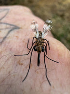 Realistic Mosquito Fly