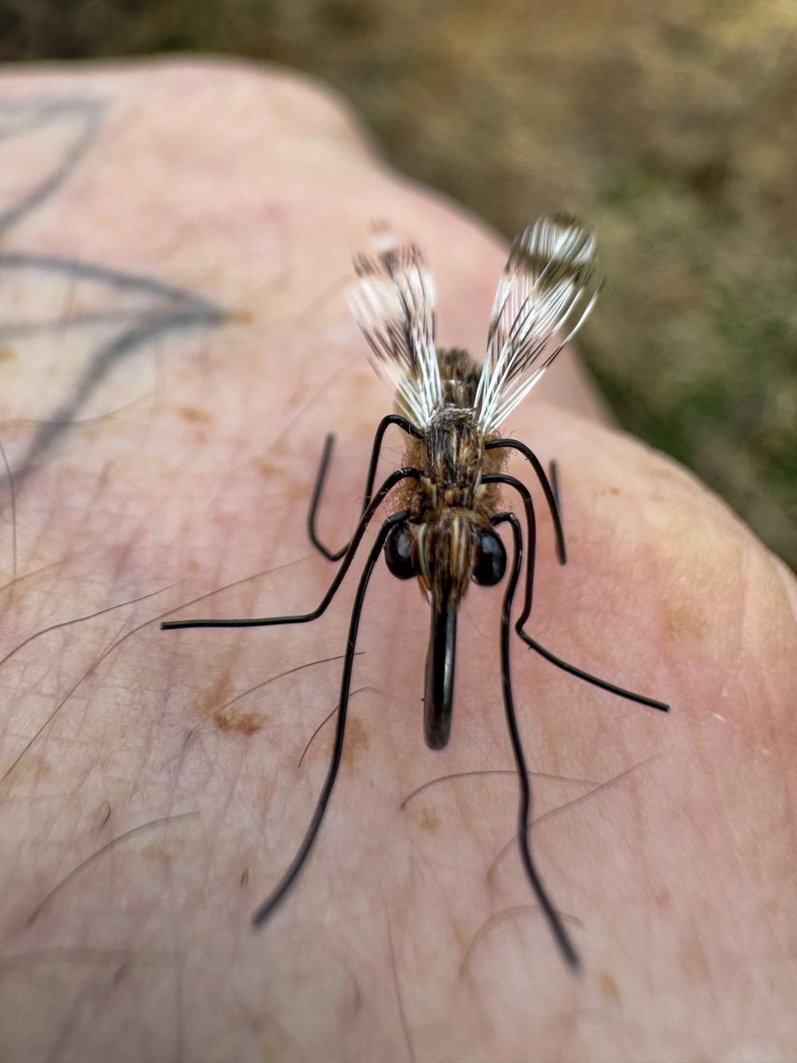 Realistic Mosquito Fly