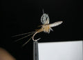 Wallywing Mayfly