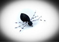 Bluegill Spider