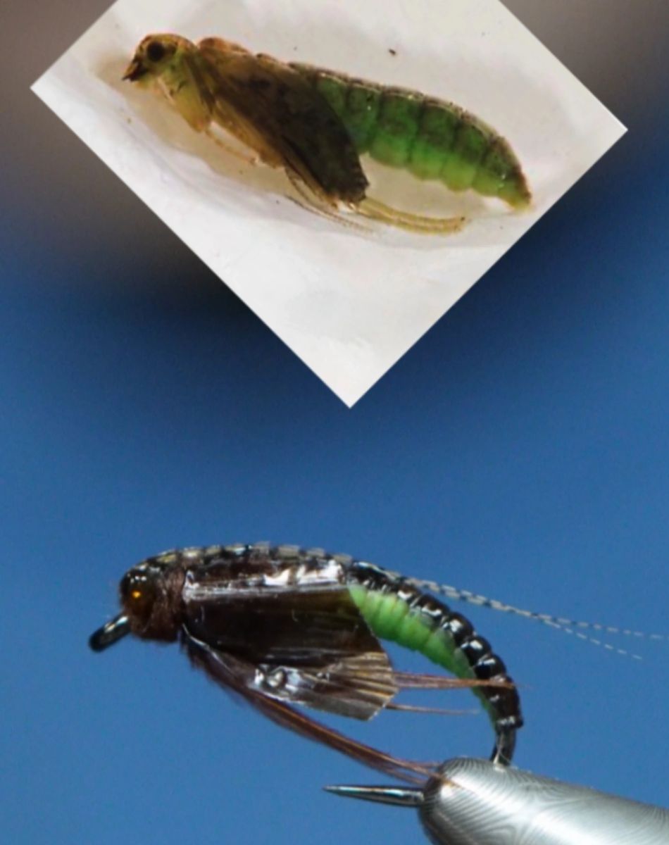 Caddis Pupa Fly