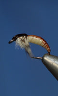 Ammonite Nymph