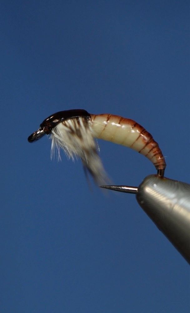 Ammonite Nymph