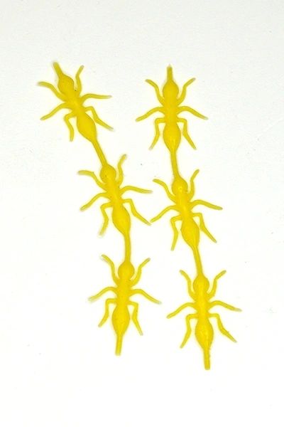 Ant Bodies