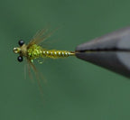 Skinny Damsel Fly