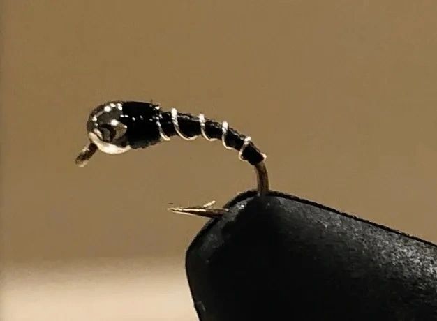 Zebra Midge